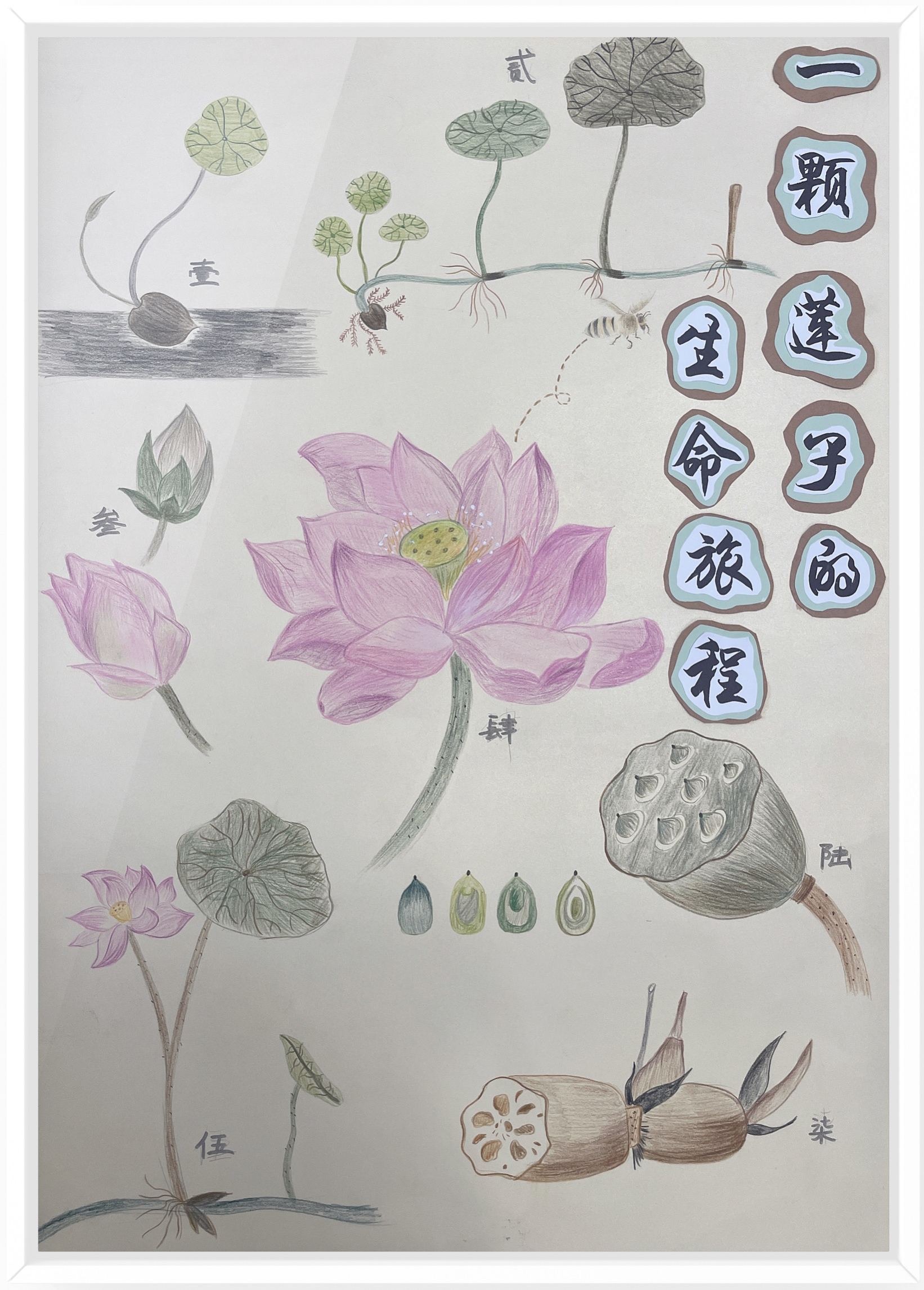 《一颗莲子的生命旅程》（作者：朱水铮、吴梦霁、张婷）.png